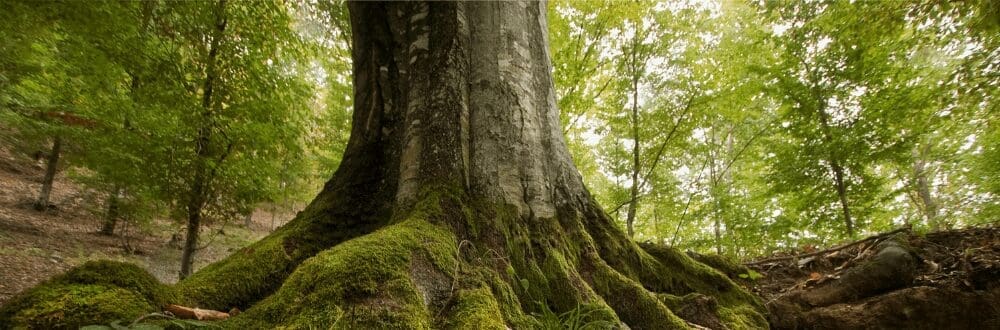 arbre qui cache la foret